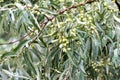 Ripening fruits of Elaeagnus angustifolia in summer