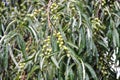 Ripening fruits of Elaeagnus angustifolia in summer