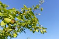 Ripening fruits of fruit tree in the garden against the blue sky