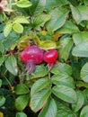 Ripening fruits and green leaves on the branches of the wild rose bush. garden and park shrub, wild rose. Royalty Free Stock Photo