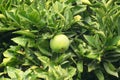 Ripening fruits lemon or lime tree close up. Fresh green lemon limes with water drops hanging on tree branch in organic garden Royalty Free Stock Photo