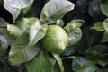 Ripening fruits lemon tree close up. Fresh green lemon lime with water drops hanging on tree branch in organic garden Royalty Free Stock Photo