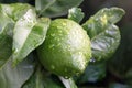 Ripening Fruits Lemon Tree Close Up. Fresh Green Lemon Lime With Water Drops Hanging On Tree Branch In Organic Garden.