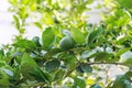 Ripening fruits lemon tree close up. Fresh green lemon limes hanging on tree Royalty Free Stock Photo