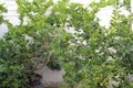 Ripening fruits lemon tree close up. Fresh green lemon limes hanging on tree Royalty Free Stock Photo