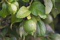 Ripening fruits lemon tree close up. Fresh green lemon limes with water drops hanging on tree branch in organic garden. Royalty Free Stock Photo