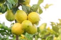 Ripening Fruits Lemon Tree Close Up. Fresh Green Lemon Limes With Water Drops Hanging On Tree Branch In Organic Garden