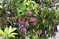 Several ripe fruits of Mangifera indica