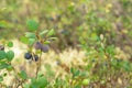 Ripening fruits of Vaccinium uliginosum bog bilberry or blueberry, northern bilberry on the bush, close-up Royalty Free Stock Photo
