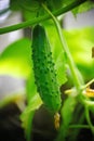 Ripening in the garden greenhouse elongated fruits, green vegetable cucumber, among green leaves on a branch of a plant. Royalty Free Stock Photo