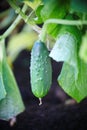 Ripening in the garden greenhouse elongated fruits, green vegetable cucumber, among green leaves on a branch of a plant.