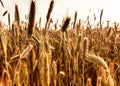 Ripening golden wheat ears. Crops field background. Nature beauty. Silence, calmness, peace concept.