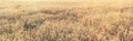A field of ripe wheat with sun rays Royalty Free Stock Photo