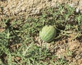 Wild Toxic Watermelon Growing in the Makhtesh Ramon in Israel