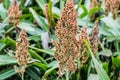 Ripening Grain Sorghum Royalty Free Stock Photo