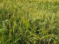 Ripening Grainfield Royalty Free Stock Photo