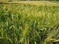 Ripening Grainfield Royalty Free Stock Photo