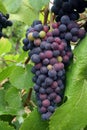 Ripening Grape Cluster