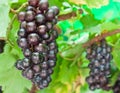 Ripening grape clusters on the vine