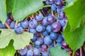 Ripening grape clusters