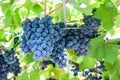 Ripening grape clusters