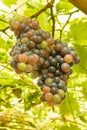 Ripening grape clusters