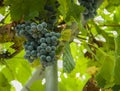 Ripening grape clusters on the vine