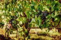 Ripening grape clusters on the vine