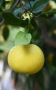 Ripening grapefruit in Greek garden. Royalty Free Stock Photo