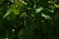 Ripening grapes off the vine Royalty Free Stock Photo