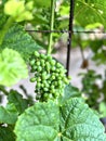 ripening grapes