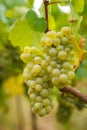 Ripening grapes on the vine Royalty Free Stock Photo