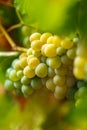 Ripening grapes on the vine Royalty Free Stock Photo