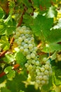 Ripening grapes on the vine Royalty Free Stock Photo