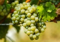 Ripening grapes on the vine Royalty Free Stock Photo