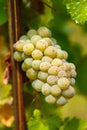 Ripening grapes on the vine Royalty Free Stock Photo