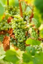 Ripening grapes on the vine Royalty Free Stock Photo