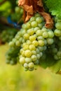 Ripening grapes on the vine Royalty Free Stock Photo