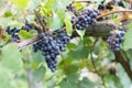 ripening grapes before harvest