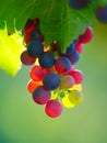 Ripening Grapes in Vineyard Royalty Free Stock Photo