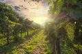 Ripening grapes on the vineyard at the sunset Royalty Free Stock Photo