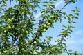 Ripening green apples on apple tree in plantation Royalty Free Stock Photo