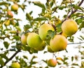 Ripening green apples on a branch