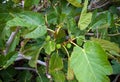 Ripening green fig fruits with leaves on the tree Royalty Free Stock Photo