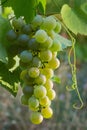 Ripening green grape brush illuminated by the midday sun Royalty Free Stock Photo