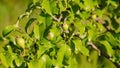Ripening green pears on tree branches in summer. Growing organic fruits in Europe and the USA.