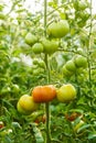 Ripening green tomato clusters in greenhouse Royalty Free Stock Photo