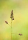 Ripening Inflorescence of Dactylis glomerata Grass Royalty Free Stock Photo