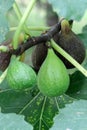 Ripening Italian Figs ((Ficus carica)