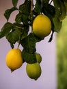 Ripening lemons hanging on the branch Royalty Free Stock Photo